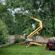 Best Tree Risk Assessment  in Hollis, OK