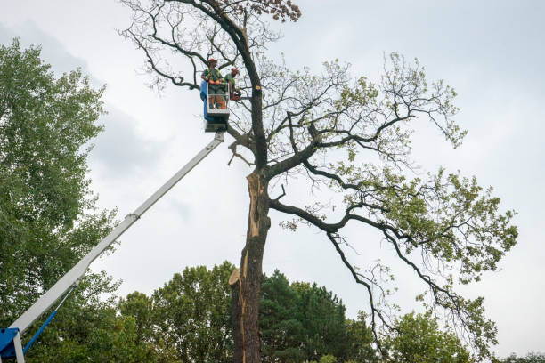 How Our Tree Care Process Works  in  Hollis, OK