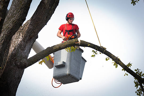 Best Tree Trimming and Pruning  in Hollis, OK